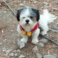 واگذاری سگ|سگ|اصفهان, گلستان|دیوار