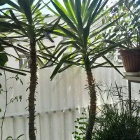 درختچه زینتی یوکا