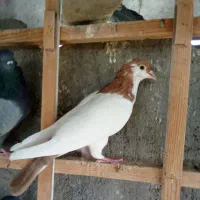 کبوتر|پرنده|قم, شهرک توانیر|دیوار