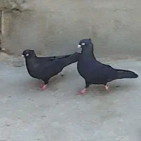 کبوتر جفت سیاه کله زرد جفت ترکیه