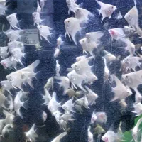 ماهی گوپی و آنجل پلاتینیوم  anjel platinum|ماهی|تهران, مظاهری|دیوار