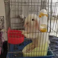 خرگوش لوپ با وسایل