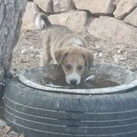 توله پاکوتاه ماده