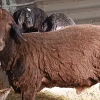 شیشک هموی خالص 100 درصد