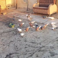 جوجه قلم پرشی|پرنده|رودهن, |دیوار