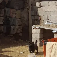 ماده پاکوتاه