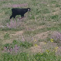 کهره نر و بوقلمون