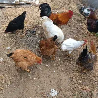 مرغ و خروس|حیوانات مزرعه|باروق, |دیوار