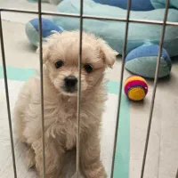 پانسیون خانگیه پودی|خدمات پیشه و مهارت|فردیس, شهرک ناز|دیوار