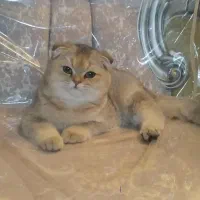 اسکاتیش گلد|گربه|مشهد, مشکینی (شهرک غرب)|دیوار