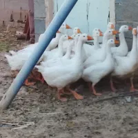 قوغاز