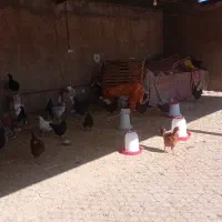 مرغ و خروس محلی