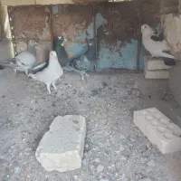 چند عدد کبوتر فروشی|پرنده|فهرج, |دیوار