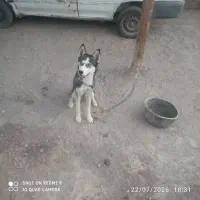 ۱۲۳|سگ|گوهرکوه, |دیوار