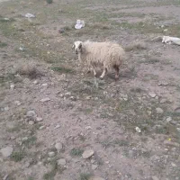 دوعدد تقلی دورگه