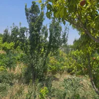 باغچه ۳۰۴ متری/چسب بافت /سهمیه آب|فروش زمین و ملک کلنگی|اسلامشهر, مطهری|دیوار