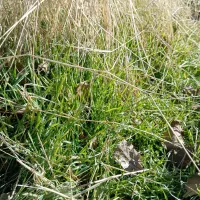 فروش 7 عدد کبوتر درجه یک بی نذیر