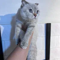 اسکاتیش چین چیلا