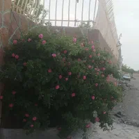 باغ-در-نوچاه