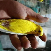 مرغ عشق رنگین کمانی و لاسوینک چشم فالو