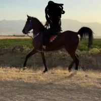 فروش مادیون 4ساله زاده طوفان یزدی