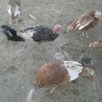 فروش پرنده باقیمت مناسب|پرنده|اشترینان, |دیوار