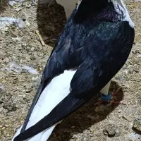 کبوتر