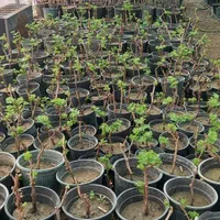 نهال موندراپ ( sabzevarnahal)|گل و گیاه طبیعی|سبزوار, کهنه آب|دیوار