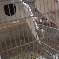 عروس هلنری البینو ماده|پرنده|خمینیشهر, |دیوار