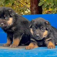 سگ ژرمن شپرد نروماده دوماهه باهم یکجای فی ۱۵ م ت|سگ|تهران, تهرانسر شرقی|دیوار