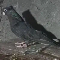 کبوترصرب ماده فروشی