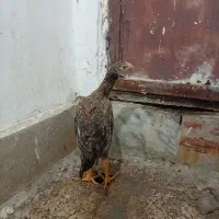 خروس لاری|پرنده|مشهد, شهید معقول|دیوار