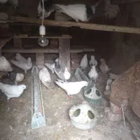 کفتر|پرنده|گوگان, |دیوار