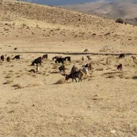 فروش تعدادی بز خوب وآبستن|حیوانات مزرعه|یاسوج, |دیوار