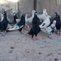 کفتر|پرنده|شیراز, دارالرحمه|دیوار