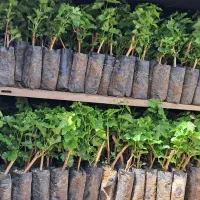 فروش و ارسال نهال گلدانی انگور در کیفیت بالا(کاشمر