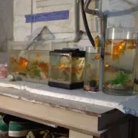 ماهی قرمز تکی