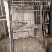 فروش فقس آرایی و معاوضه عروس هلندی