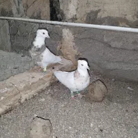 کفتر|پرنده|محمدیه-قزوین, |دیوار