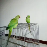 جفت طوطی دستی و خانگی