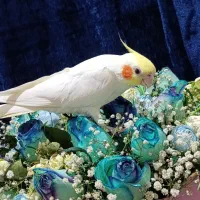 عروس هلندی سخنگو