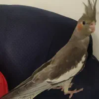 گمشده
