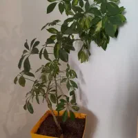 گل شفلرا