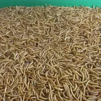 میلورم زنده