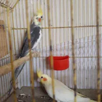 طوطی هلندی.مولد لوتینو