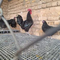 خروس استرالوپ سیاه