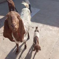 تعداد بز|حیوانات مزرعه|رفسنجان, |دیوار