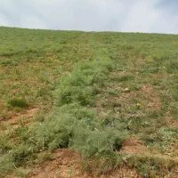 علف(کما، لو، گیاهان کوهی)