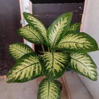 گیاه آپارتمانی دیفن و غیره