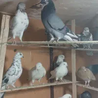 کبوتر (بار جدید داخل فیلم)یه جایی و تکی|پرنده|فردیس, ثابتی|دیوار